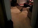 sophie fetches sophie fetches