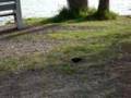 Les oiseaux à L'Ile des Soeurs (11-05-2008)