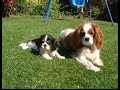 Penny & Bella King Charles Cavalier Spaniels