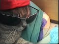 T'en veus plus ? rl-nl.keuf.net Voila le chat ( zoom ) danse sur differente forme de musique.Le chat na eu aucune blessure!