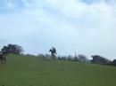 lottie, elvis, dillon and grandee go gallopin