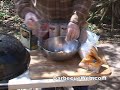 BBQ Pit Boys Barbecue Dry Rub For Ribs Recipe