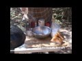 BBQ Pit Boys Barbecue Dry Rub For Ribs Recipe