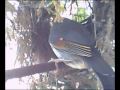 Japanse nachtegaal Pekin robin builing nest