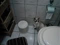 horny dog