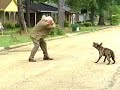 Pit Bull Attacks Reporter Pit Bull Attacks Reporter