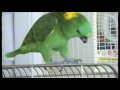 Michael Jackson, Thriller, Parrot, Moonwalk, Dance, Birds, Amazon Yellow Nape, Cockatoo, Macaw, Green Wing, Blue and Gold, Animals, Pets