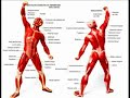 Galope � Beira Mar - Corpo Humano