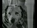 LOU DOG MONTAGE-SUBLIME LOU DOG MONTAGE-SUBLIME