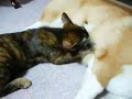 Любовь собаки и кота
