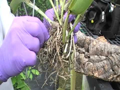 how to attach orchid to a tree