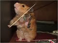Fiddlin\