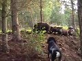 Cani da Cinghiale - Addestramento 2