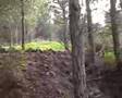 Cani da Cinghiale - Addestramento 2