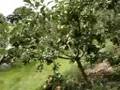 September-orchard-wa