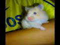 scofield d' hamster