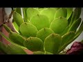 Click here to watch this video Plants and No Bugs - Panasonic HMC 150