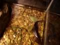 videos de Triturus cristatus, Northern Crested Newt