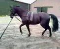Matty trot longe Matty trot longe
