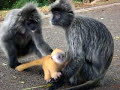 My turn with the Baby Monkey