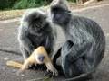 My turn with the Baby Monkey