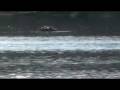 videos de Death of a Turkey