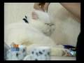 Gato Melhor Amigo do Homem? Aniversário Hoje Em Dia FIM