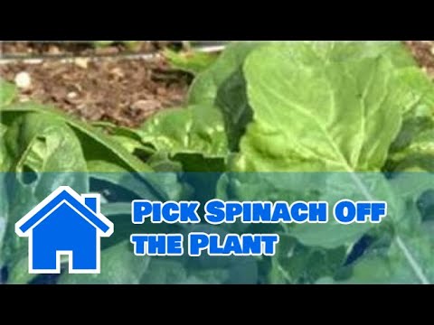 how to replant spinach