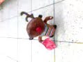 Renifer