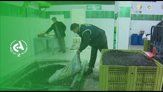 Tizi Ouzou, la récolte de l'olive entre Tradition ou modernité