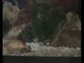 videos de PIRAÑAS BEBE
