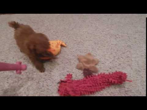 Ariel playing with toys