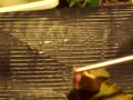 Oggie Water Dragons Eating Pinkies Oggie Water Dragons Eating Pinkies