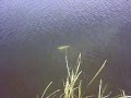 Milkfish (Bandeng) on Fly