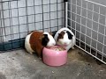 Minhas Porquinhas da �ndia no Jap�o