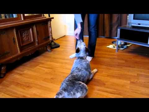 how to train blue heelers