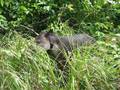 videos de Tapir