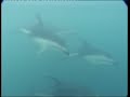 Dolphin Encounter Kaikoura - The Worlds Friendliest Dolphin