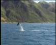 Dolphin Encounter Kaikoura - The Worlds Friendliest Dolphin