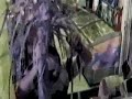 The Palm Frond Bandit The Palm Frond Bandit