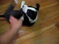 Mao (Pit bull x Bull terrier)