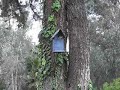The House Wrens The House Wrens