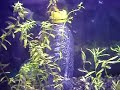 peixes ornamentais II - video caseiro - Alan Dias 