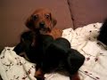 Dachshund puppies roll around on couch Dachshund puppies roll around on couch