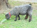 La oveja de Fabricio Mantovani