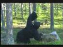 Grudge of Forrest - Meht�l�n Kauna 1/2