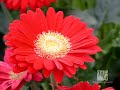 Naz Flower by Dr.Hamidi Shirazi. ?? ??? ???? ?? ???? ????? Naz Flower by Dr.Hamidi Shirazi. ?? ??? ???? ?? ???? ?????