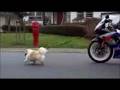 walk the dog with a motocycle