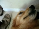 Daily Routine With Shelby Dog