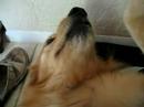 Daily Routine With Shelby Dog